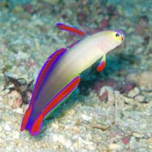 Dekor-Schwertgrundel im Aquarium