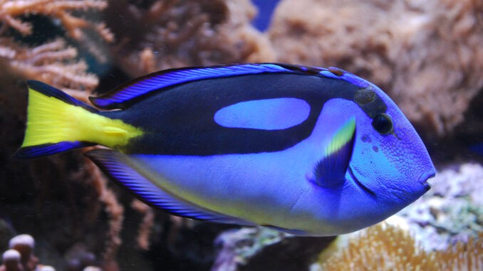 Paletten-Doktorfisch im Aquarium