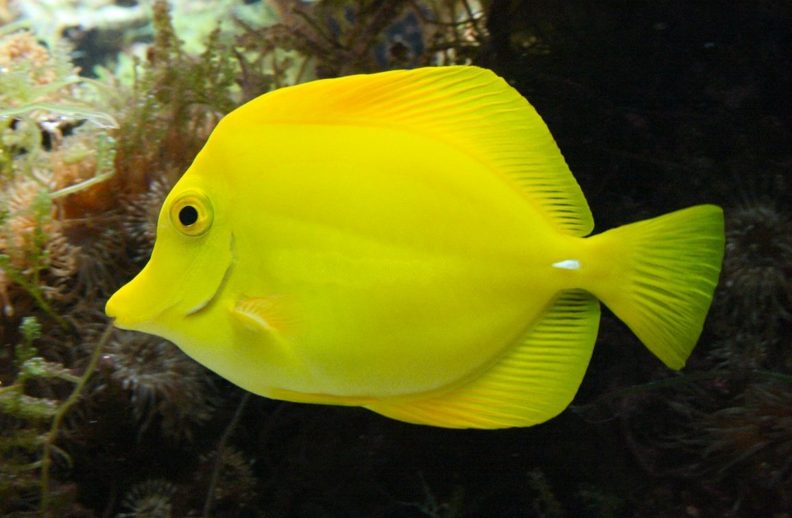 Hawaii Doktorfisch im Aquarium
