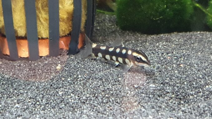 Schachbrettschmerlen (Botia sidthimunki) Schachbrettschmerle