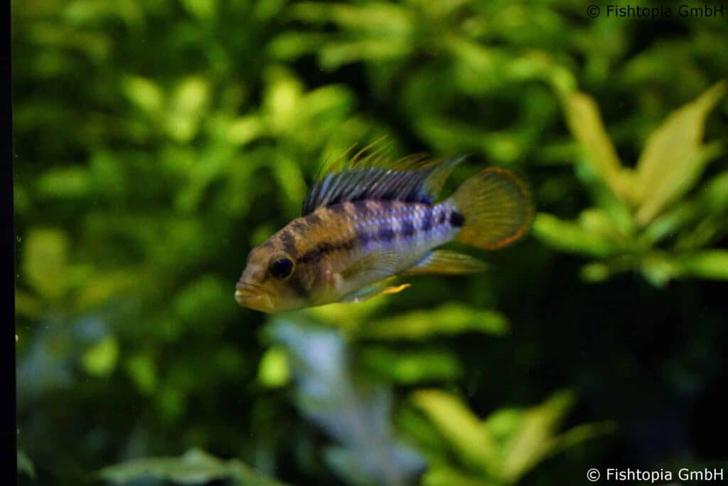 Apistogramma Baenchi Inka – Inka Zwergbuntbarsch Image 1