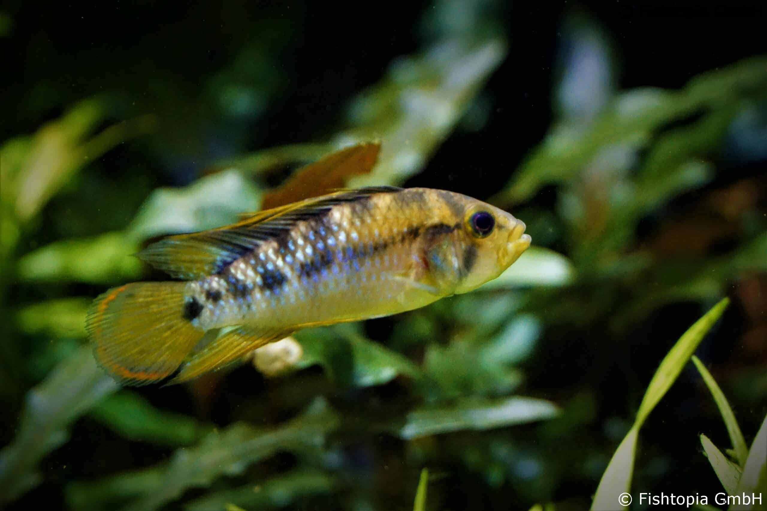 Apistogramma Baenchi Inka – Inka Zwergbuntbarsch - Image 2