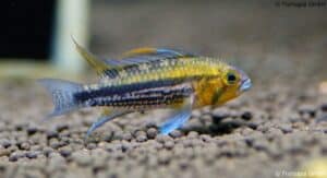 Apistogramma Cacatuoides – Kakadu-Zwergbuntbarsch - Image 1