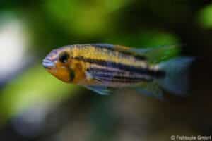 Apistogramma Cacatuoides – Kakadu-Zwergbuntbarsch - Image 2