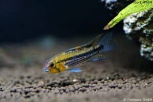 Apistogramma Cacatuoides – Kakadu-Zwergbuntbarsch - Image 4