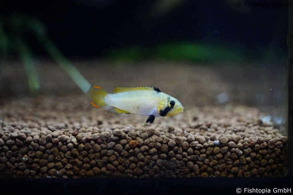 Apistogramma Panduro -Panduros Zwergbuntbarsch - Image 1 | © Fishtopia GmbH