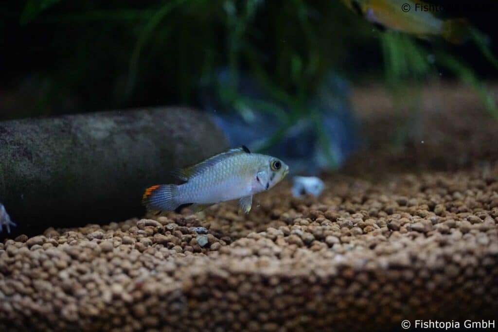 Apistogramma Panduro -Panduros Zwergbuntbarsch - Image 2 | © Fishtopia GmbH