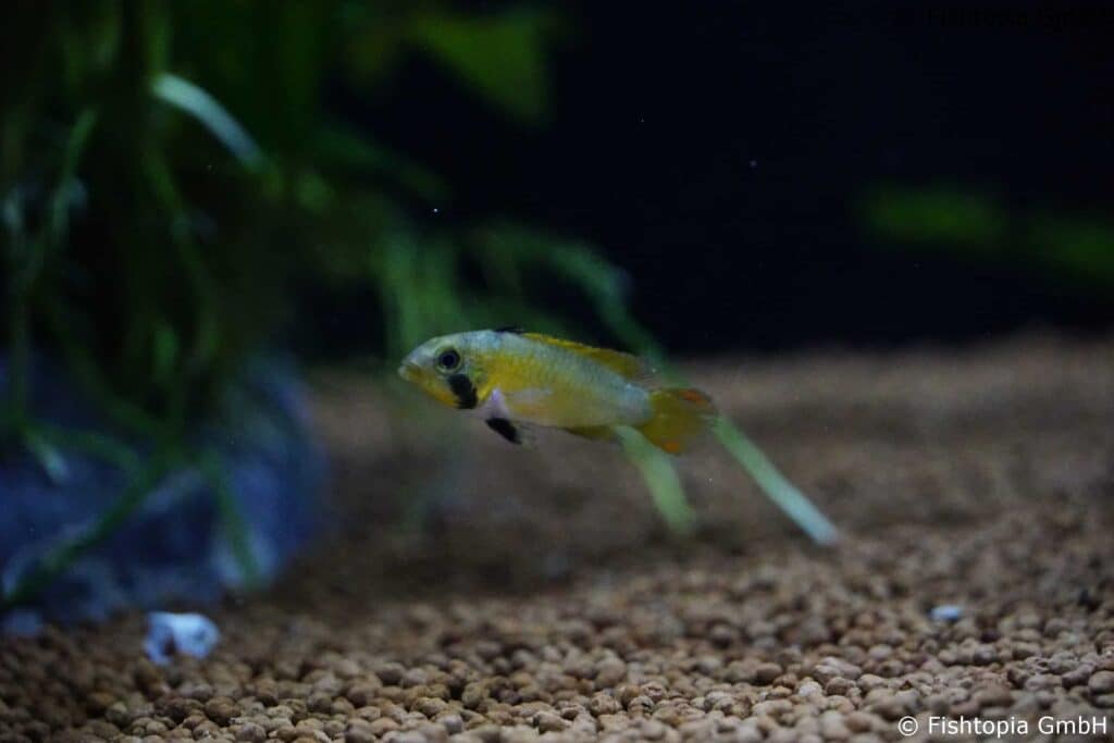 Apistogramma Panduro -Panduros Zwergbuntbarsch - Image 3 | © Fishtopia GmbH