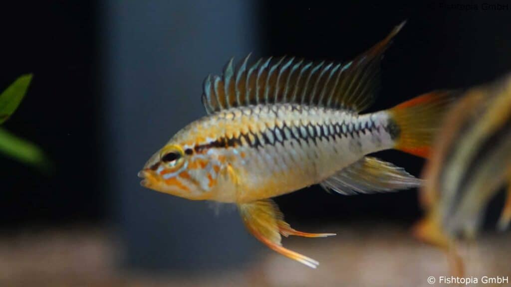 Apistogramma macmasterie – Villavincencio-Zwergbuntbarsch - Image 1