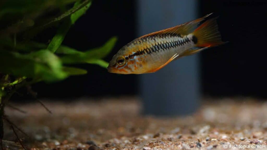 Apistogramma macmasterie – Villavincencio-Zwergbuntbarsch - Image 2