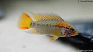 Apistogramma viejita – Schwarzkehl-Zwergbuntbarsch - Image 2