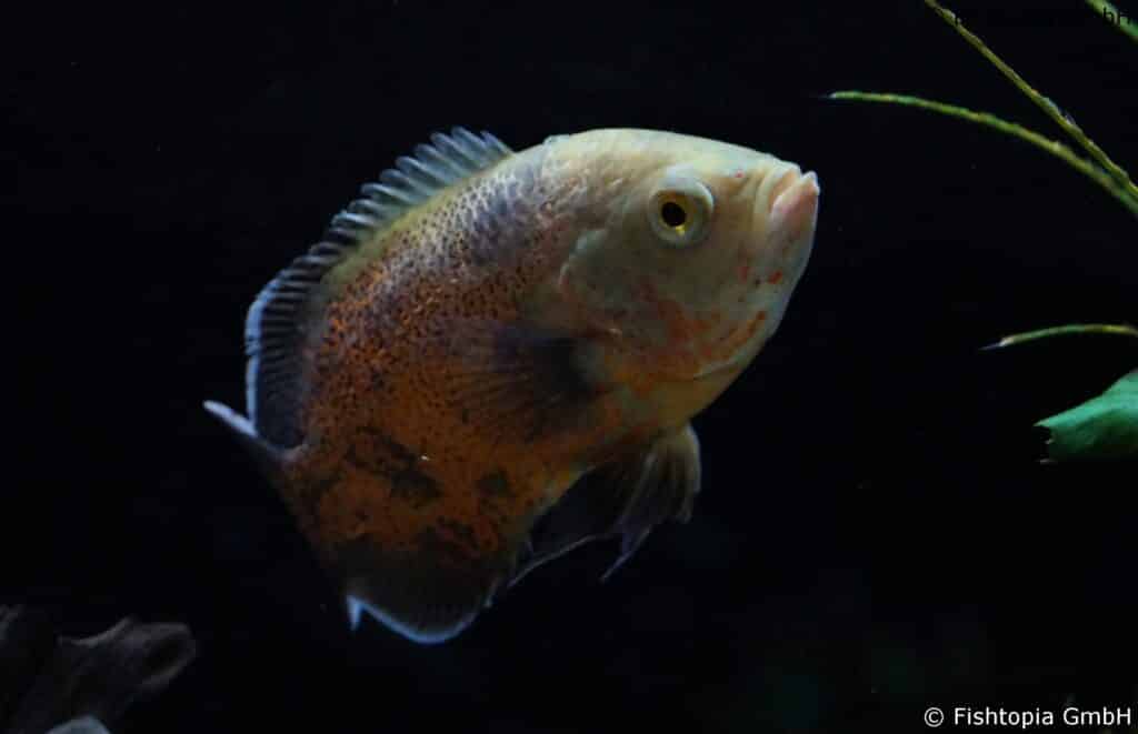 Astronotus ocellatus red – Pfauenaugenbuntbarsch ca. 14cm - Image 3