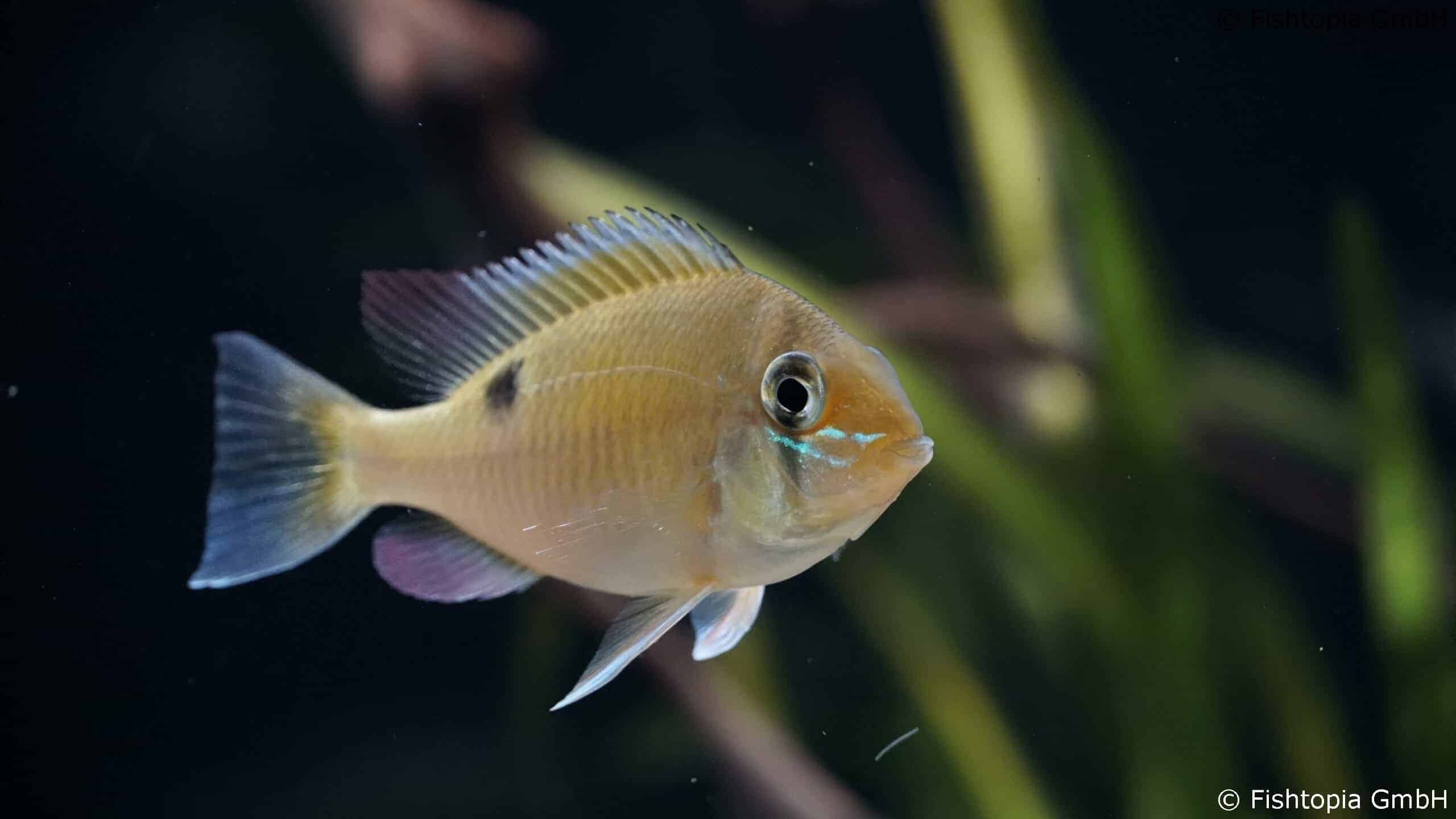 Biotodoma Cupido – Schwanzstreifenbuntbarsch – Image 1 | © Fishtopia GmbH