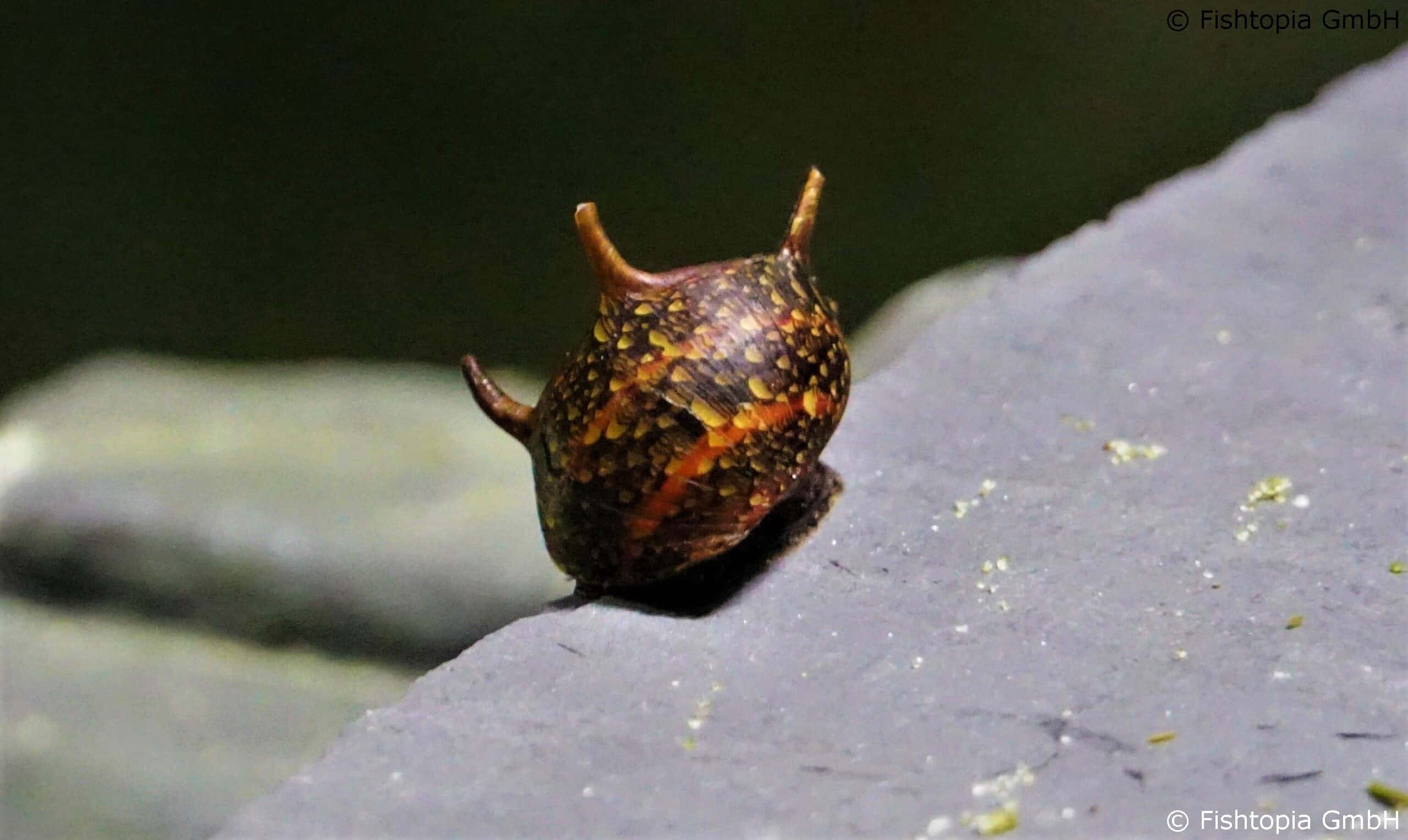 Geweihschnecke