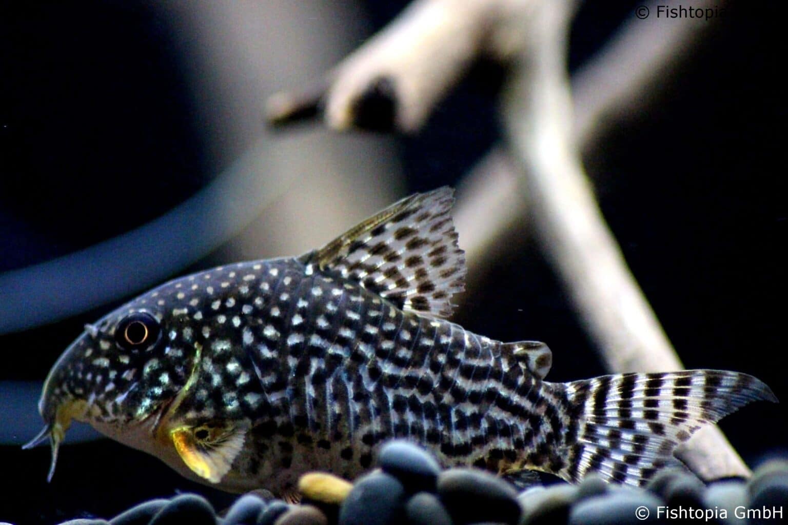 Panda Panzerwels | Corydoras panda | Alle Infos und Details