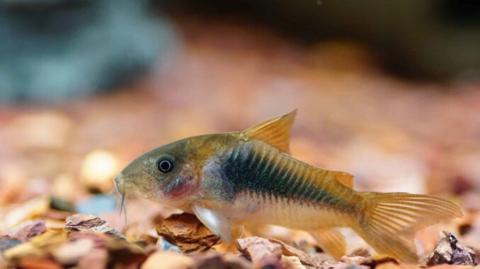 Corydoras aeneus – Metallpanzerwels - Image 1 | © Fishtopia GmbH