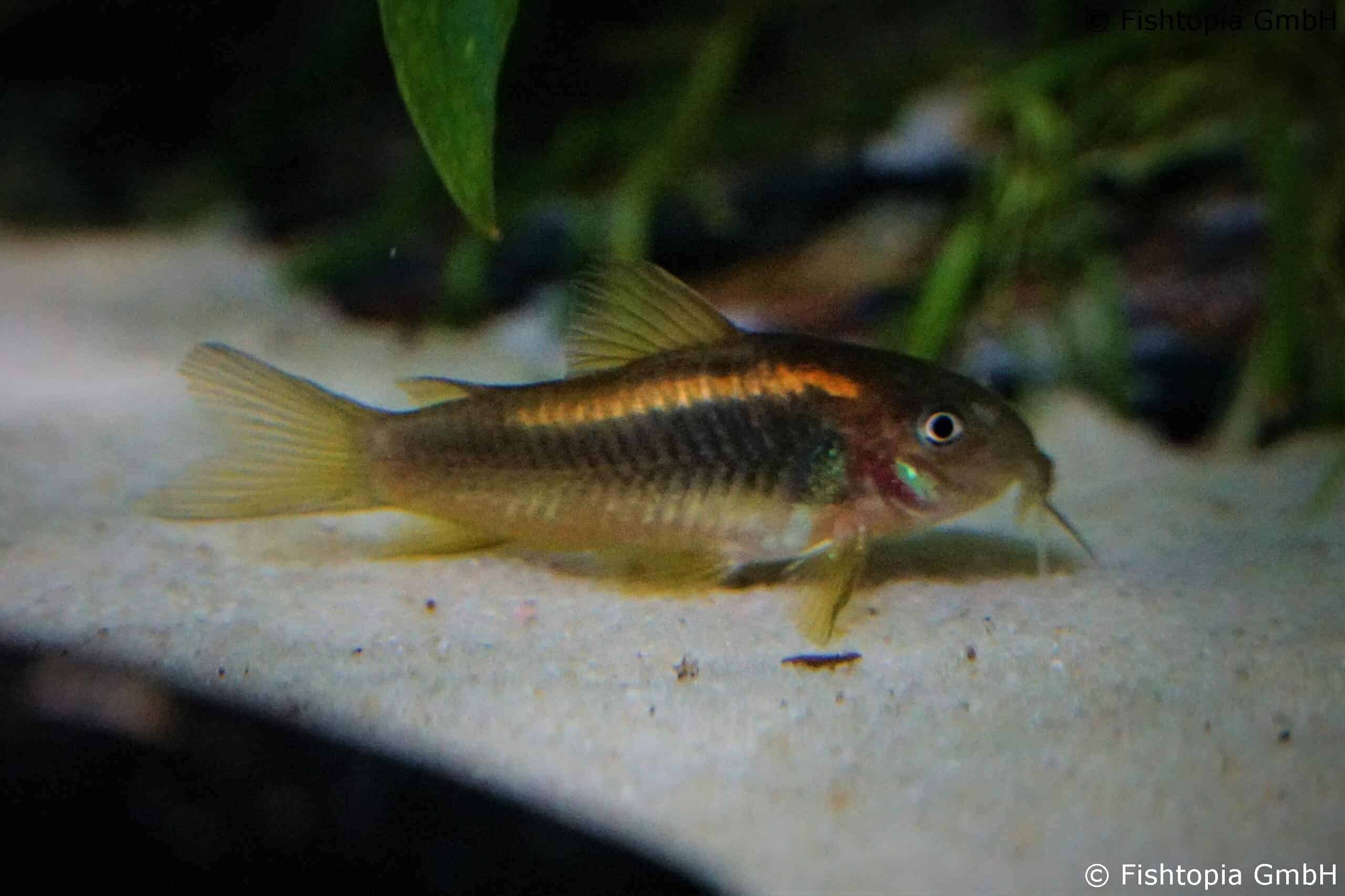 Corydoras sp. orange laser – orange Laser Panzerwels – Image 1