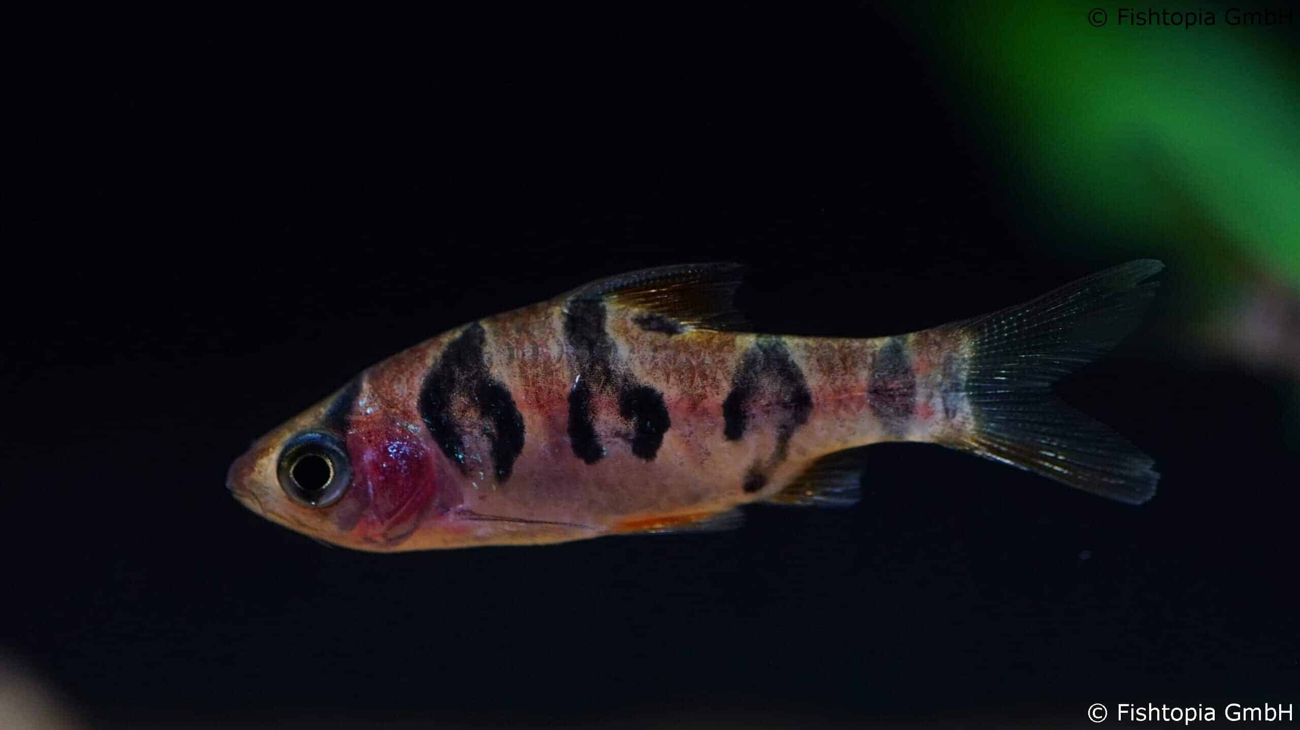 Desmopuntius Rhomboocellatus – Rhombenbarbe - Image 1 | © Fishtopia GmbH