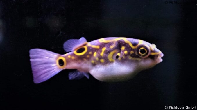 Dichotomyctere Ocellatus – Figure 8 Kugelfisch Image 1