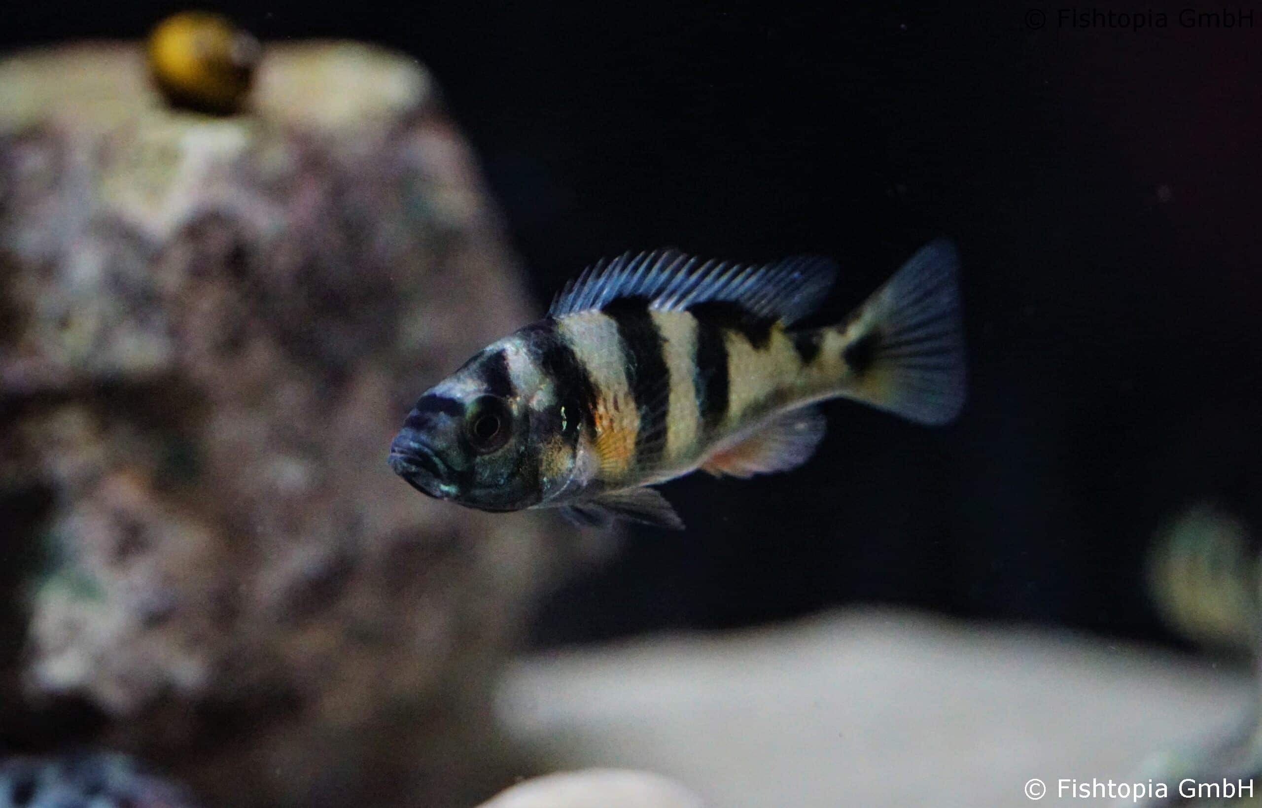 Haplochromis obliquidens – Viktoriasee Buntbarsch – Image 1