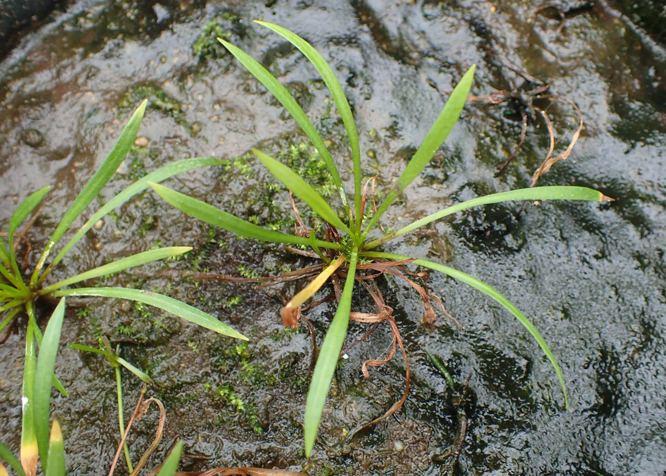 Zwerg-Schwertpflanze - Helanthium tenellum