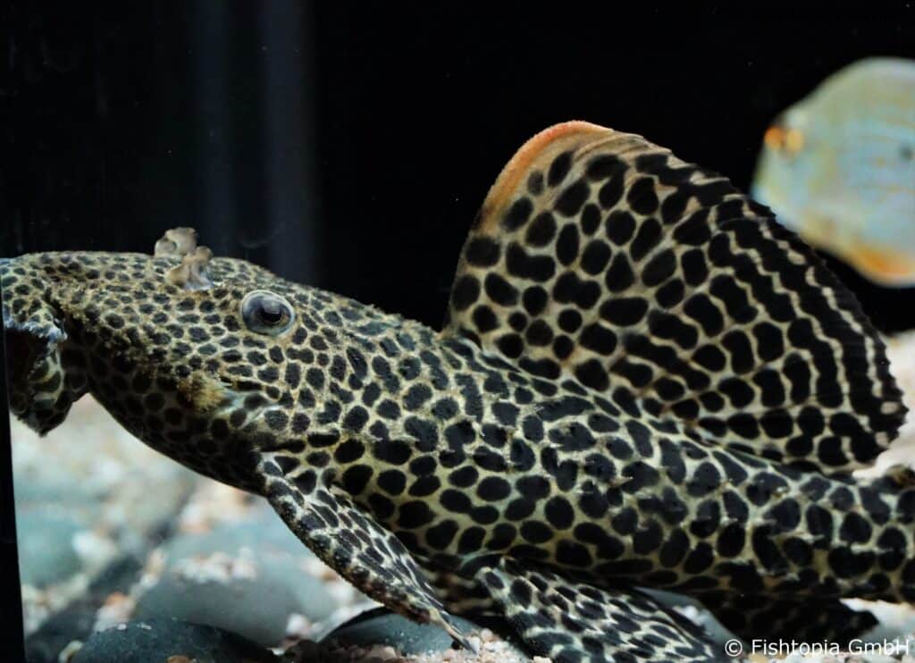 L114 Pseudacanthicus cf.leopard – Cactus Pleco ca. 18cm - Image 2