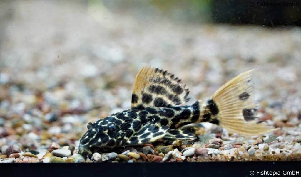 L114 Pseudacanthicus cf.leopard – L114 Leopard Cactus Pleco 4-5cm WF - Image 1