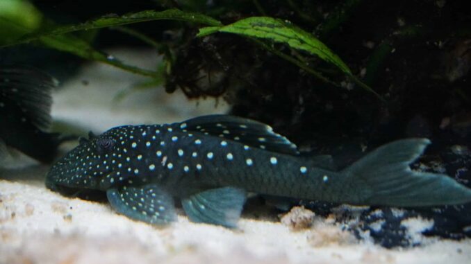 Blue Phantom / L128 Wels L128 Hemiancistrus spec – Blauer Phantomwels 6 10cm Image 2