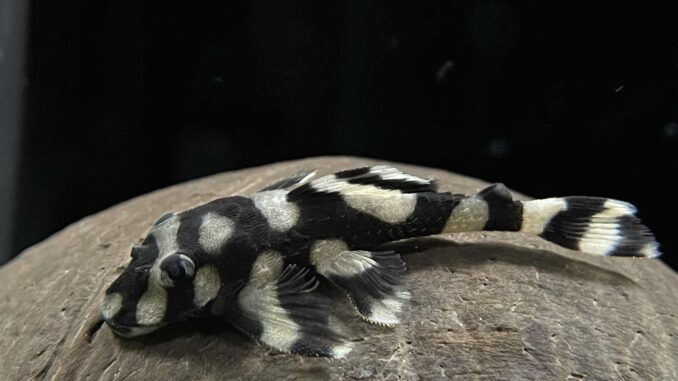 L168 Dekeyseria Brachyura – Butterfly Pleco 4-6cm - Image 1