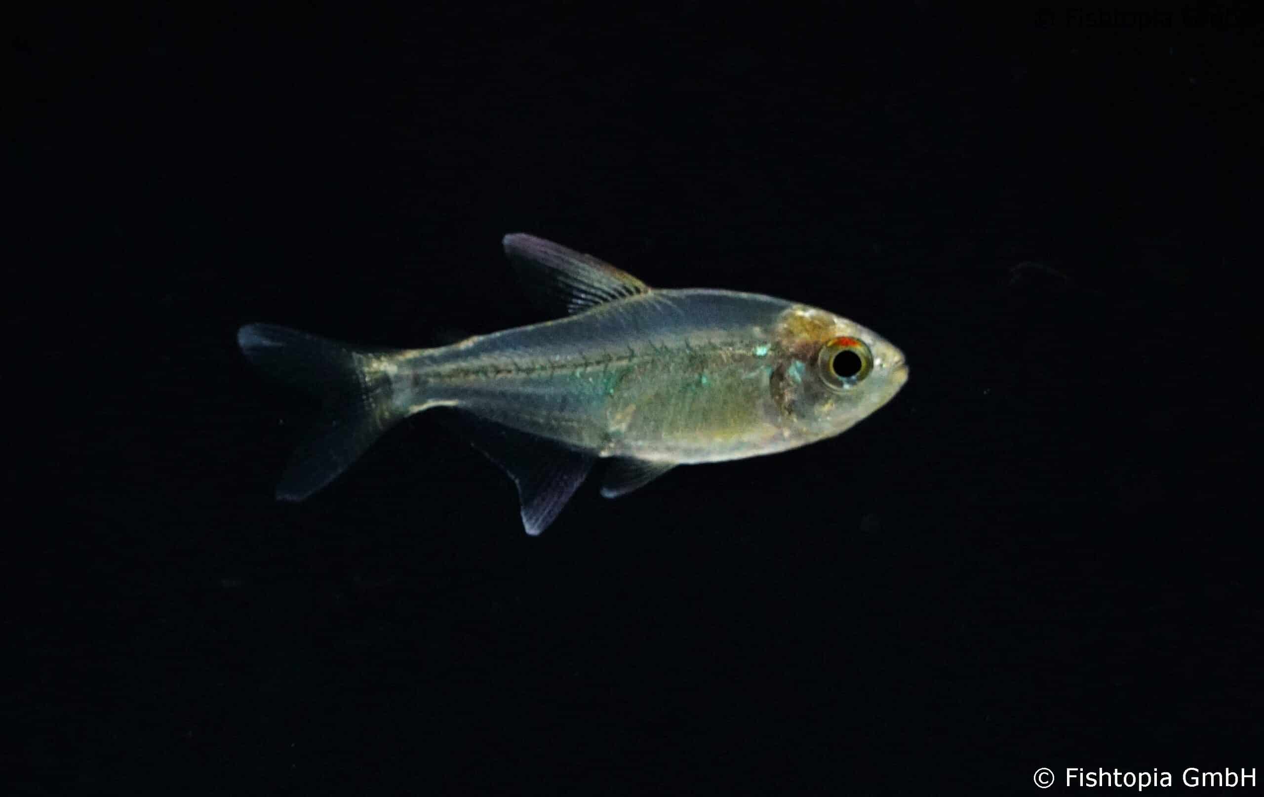 Brillantsalmler