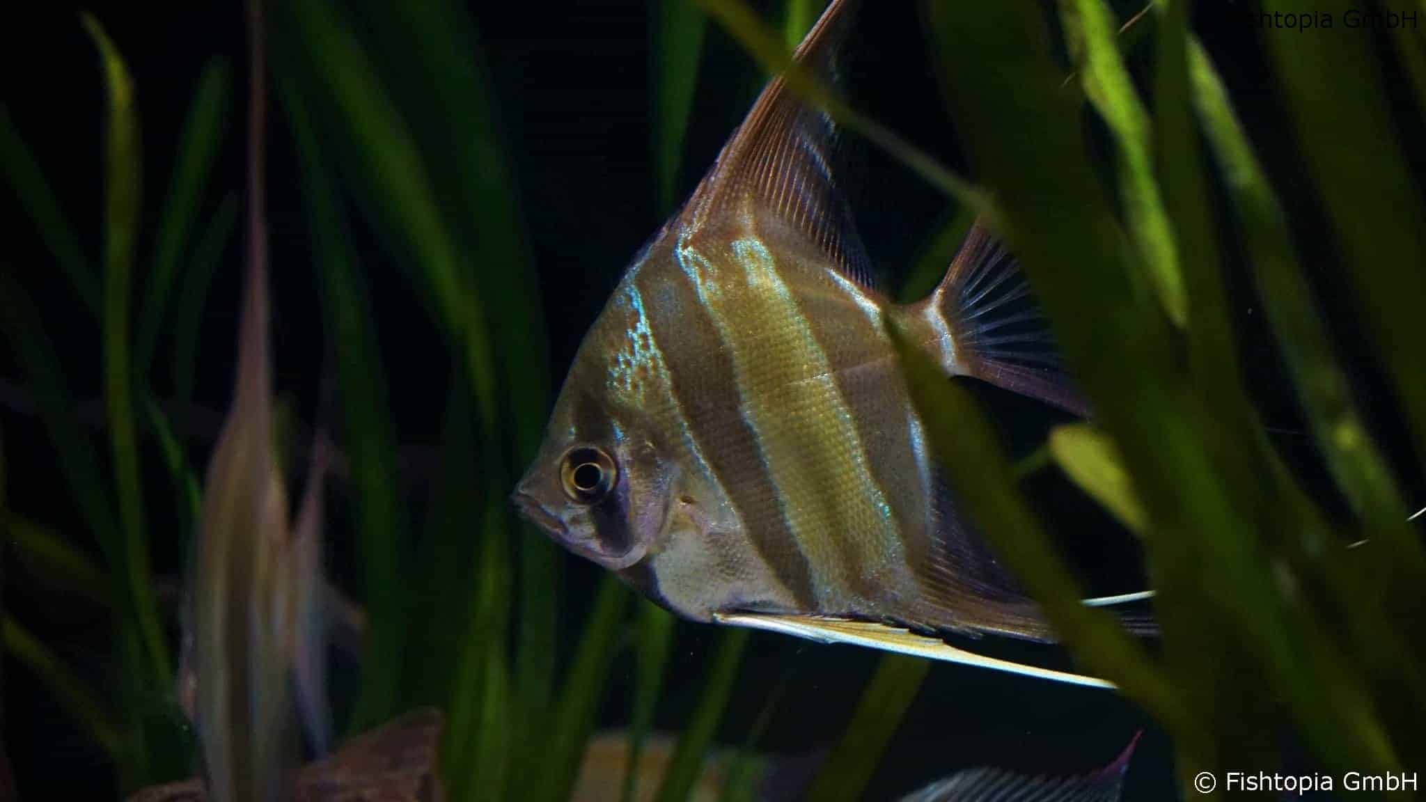 Pterophyllum Altum Skalare im Aquarium Alle Infos, Haltung und Zucht