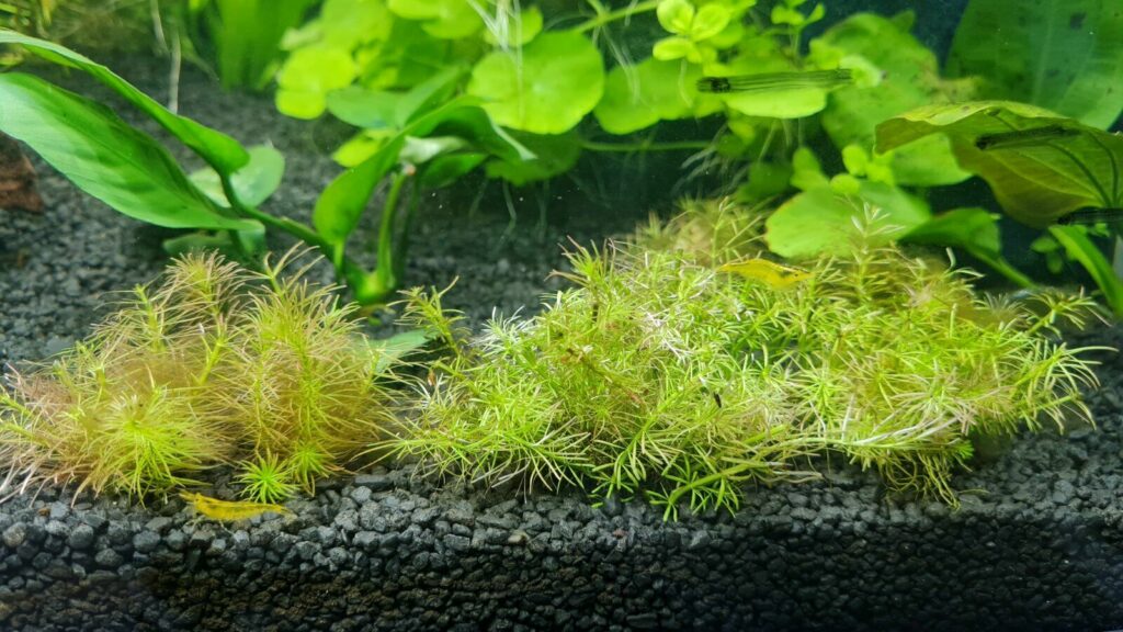 Rotala wallichii