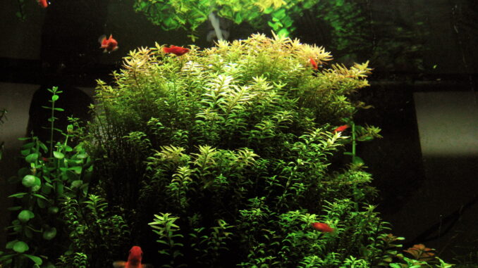 Rotala indica