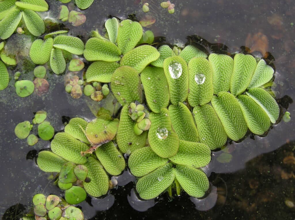 Gemeiner Schwimmfarn