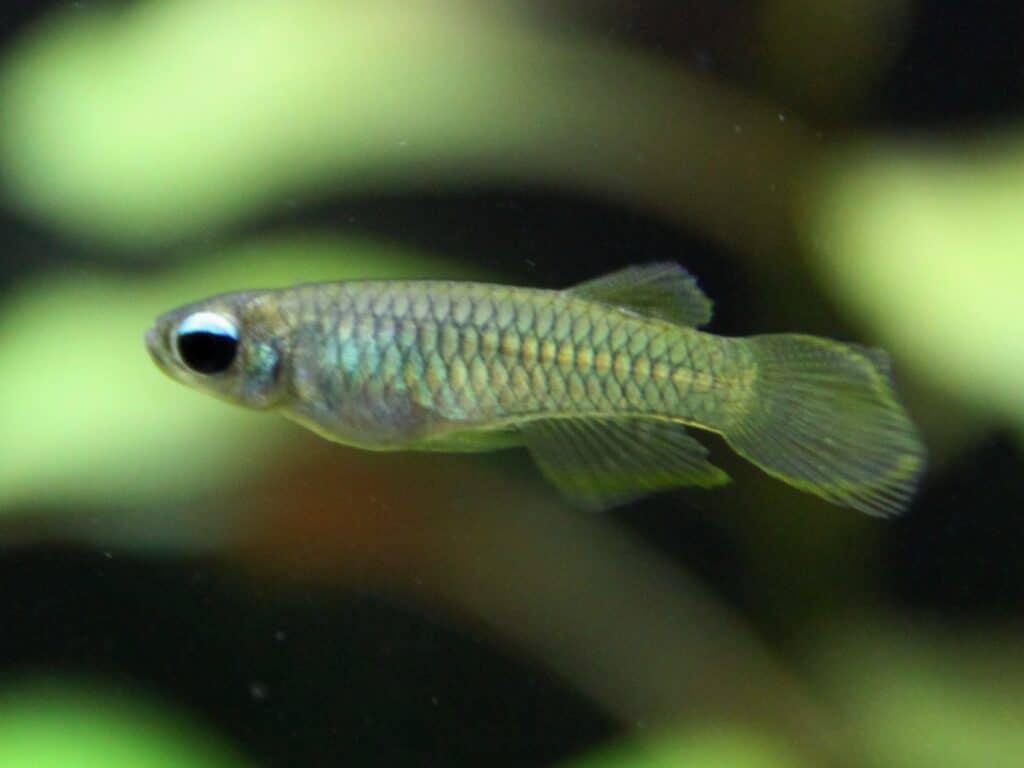 Normans Leuchtaugenfisch
