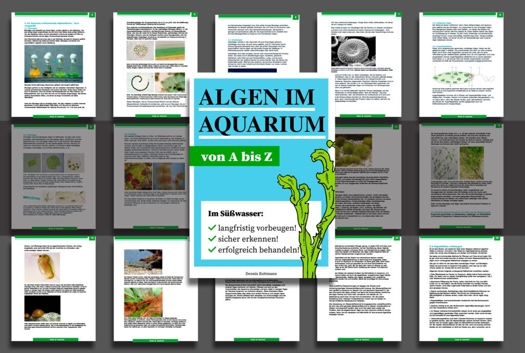 Algen im Aquarium Vermeidung und Bekämpfung