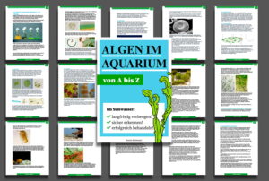 Algen im Aquarium 900