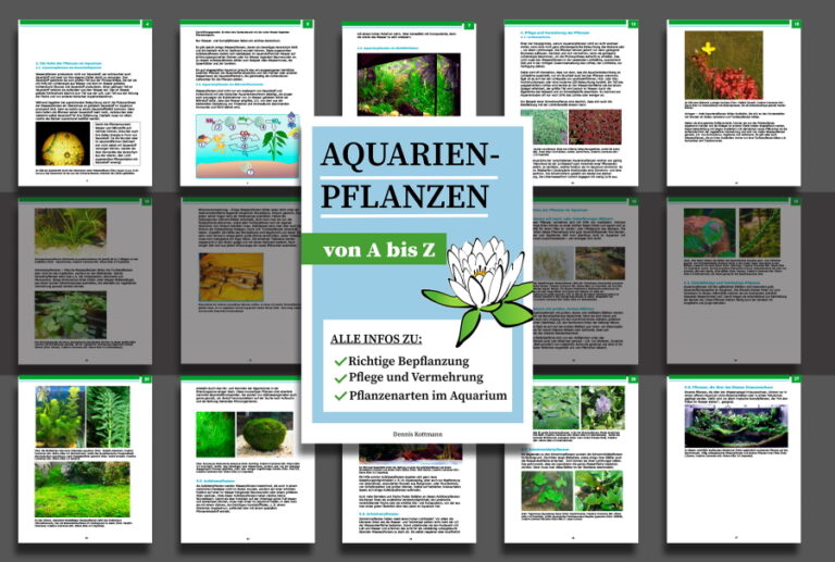 Aquarienpflanzen Richtige Pflege und Vermehrung