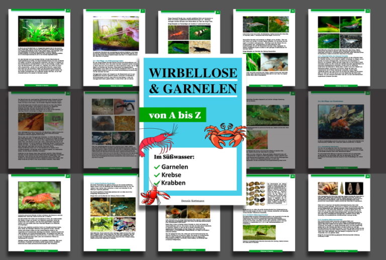 Wirbellose und Garnelen