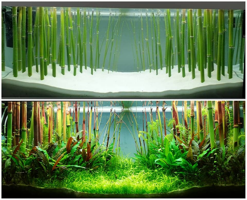 Bambus im Aquarium