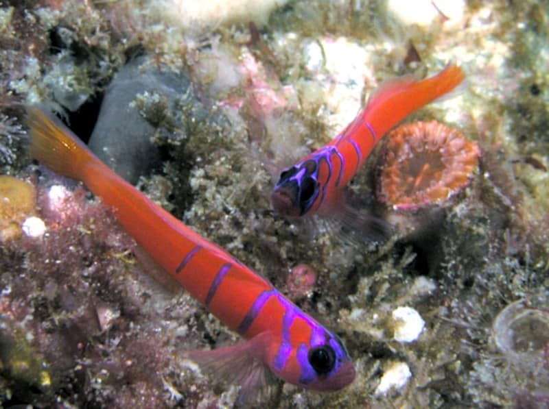 Blaustreifengrundel im Aquarium