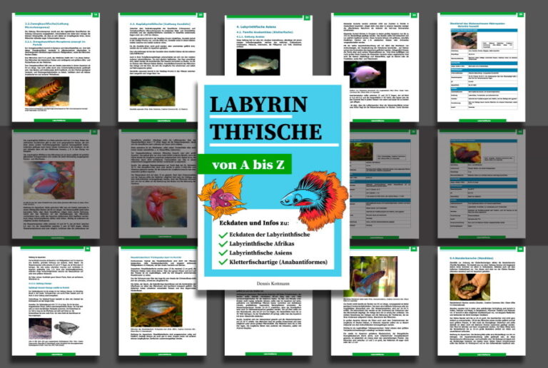 Labyrinthfische von A-Z