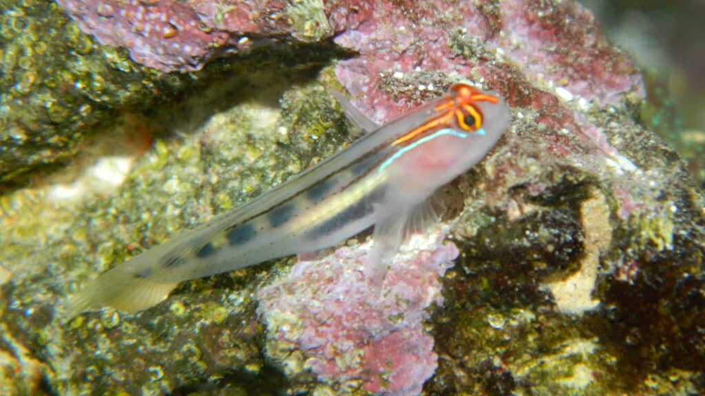 Rotkopf-Grundel im Aquarium