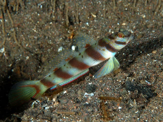 Diagonal-Wächtergrundel im Aquarium