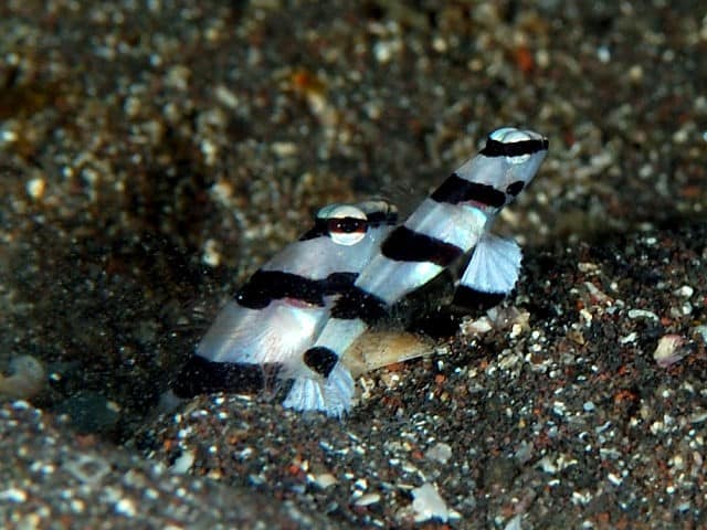 Dracula-Grundel im Aquarium