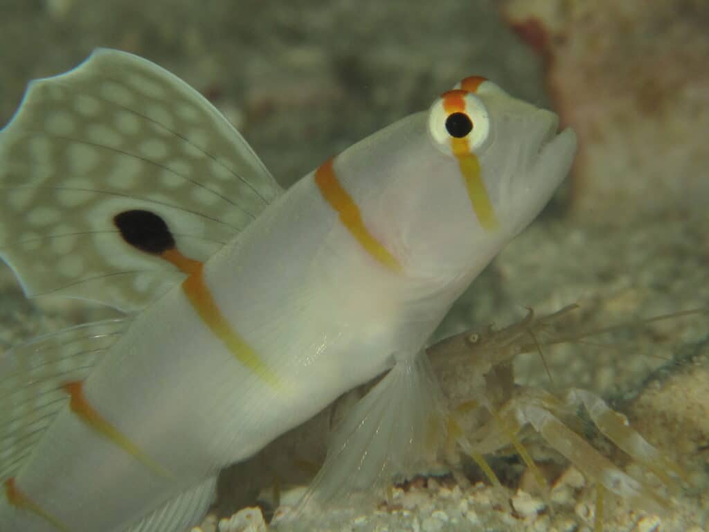 Randall‘s Partnergrundel im Aquarium