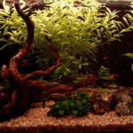 Holz & Wurzeln im Aquarium