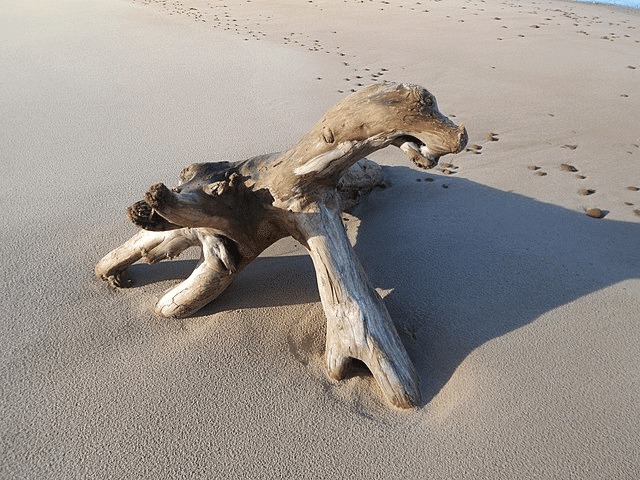 Treibholz am Strand