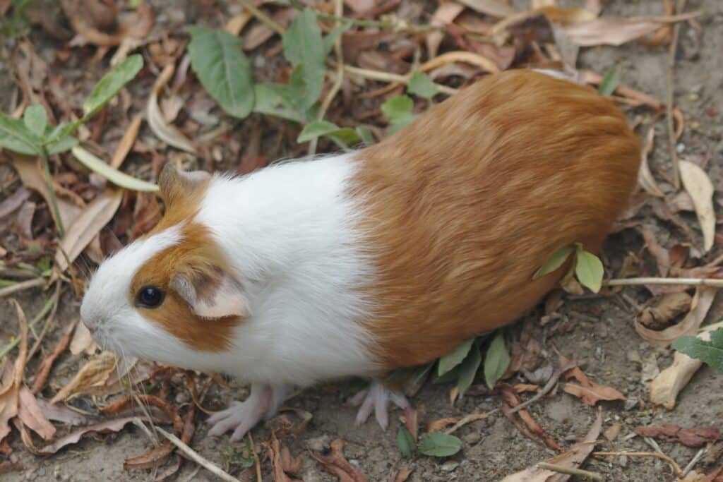 Cavia-aperea-porcellus