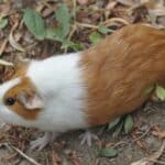 Cavia-aperea-porcellus